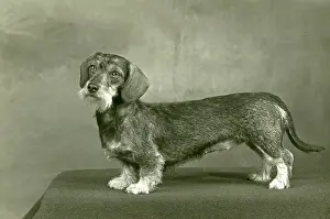 Dachshund: FALL/WIRE DACHSHUND/1953