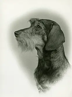 Dachshund: FALL/WIRE DACHSHUND/1953