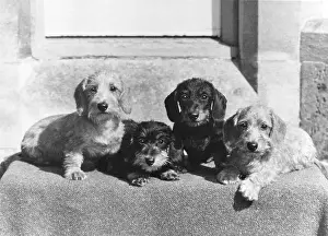 Kennel: FALL/WIRE DACHSHUND/1969
