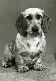 Dachshund: FALL/WIRE DACHSHUND/1980