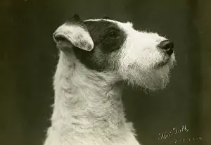 Attwood: FALL/WIRE FOX TERRIER/28