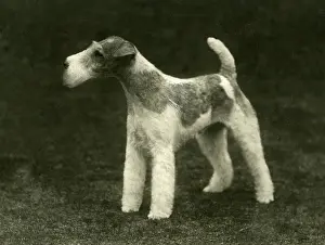 Croyland: FALL/WIRE FOX TERRIER/35