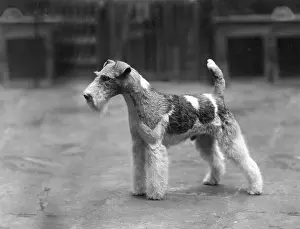 Jasper: FALL/WIRE FOX TERRIER/37