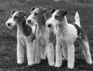 Carolyn: FALL/WIRE FOX TERRIER/37