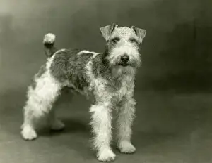 Unnamed: FALL/WIRE FOX TERRIER/38