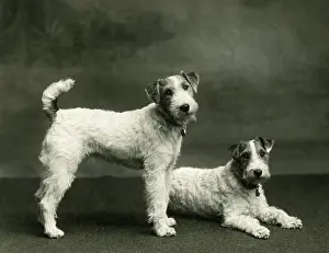 Unnamed: FALL/WIRE FOX TERRIER/38