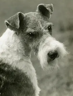 Unnamed: FALL/WIRE FOX TERRIER/39