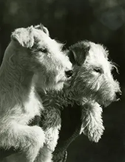Unnamed: FALL/WIRE FOX TERRIER/39