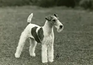 Quayside: FALL/WIRE FOX TERRIER/45