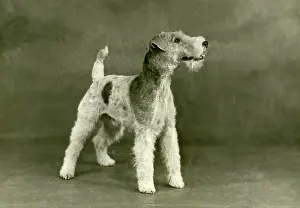 Unnamed: FALL/WIRE FOX TERRIER/47