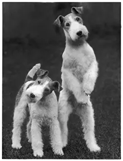 Solent: Fall - Wire Fox Terrier