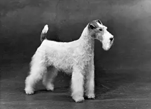 FALL/WIRE FOX TERRIER/54
