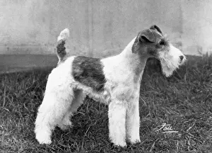 Markings: FALL/WIRE FOX TERRIER/68