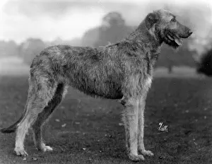 Rank: FALL/WOLFHOUND/1929
