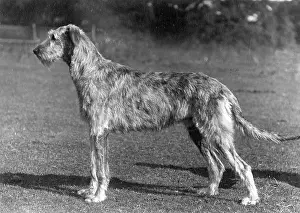 Rank: FALL/WOLFHOUND/1934