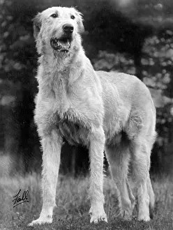 Unnamed: FALL/WOLFHOUND/1934