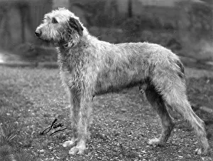 Ansell: FALL/WOLFHOUND/1938