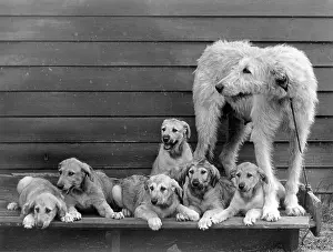 Unnamed: FALL/WOLFHOUND/1938