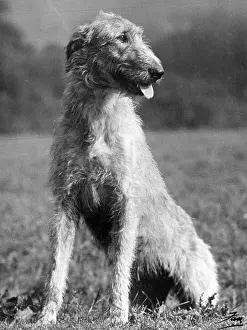 Barr: FALL/WOLFHOUND/1939