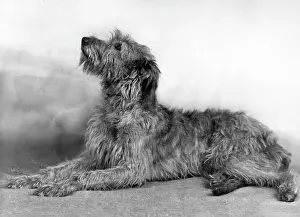 Unnamed: FALL/WOLFHOUND/1948