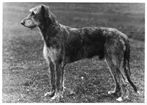 Wolfhound: FALL/WOLFHOUND/1949
