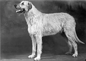 Wolfhound: FALL/WOLFHOUND/1952