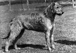 Nichols: FALL/WOLFHOUND/1957