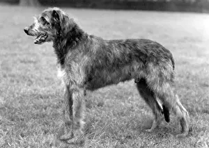 Nichols: FALL/WOLFHOUND/1961