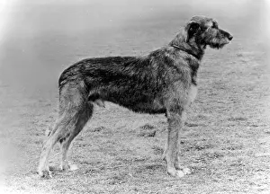 Nichols: FALL/WOLFHOUND/1972