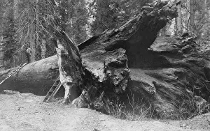 Yosemite: A fallen giant tree in California, around 1908