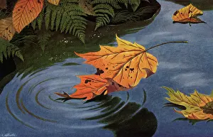 Atherton: Fallen Leaf on Water