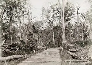 Raimund: Fallen trees Japan, likely Typhoon damage