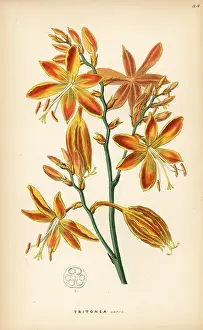 Aure: Falling stars, Crocosmia aurea