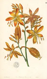 Aurea: Falling stars, Crocosmia aurea