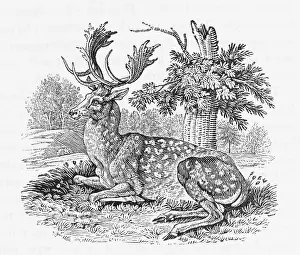 Buffon: FALLOW-DEER (BEWICK)