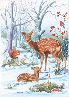 Gilda: Fallow deer with fawn in the snow