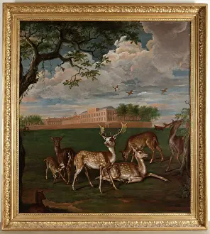 Iiis: Fallow deer in Hyde Park, Kensington Palace