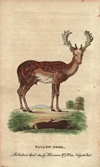 1798 1802: Fallow deer with mottled back and large antlers, Dama dama