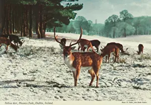 Fallow deer, Phoenix Park, Dublin, Republic of Ireland