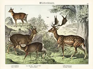 Naturgeschichte: Fallow deer, roe deer, and klipspringer