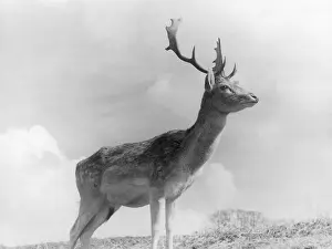 Glens: FALLOW DEER STAG