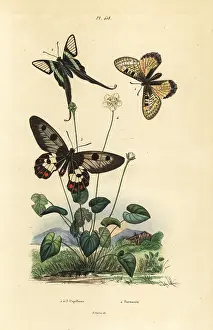 Palustris: False apollo, white dragontail and clearwing swallowtail