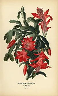 Indica: False Christmas cactus, Schlumbergera truncata