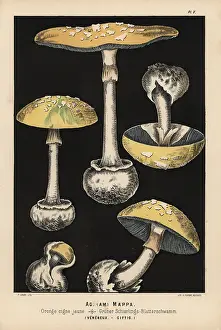 Citrina: False death cap, Amanita citrina, Agaricus mappa, poisonous