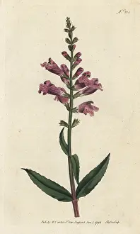 Sansom: False dragonhead, Physostegia virginiana
