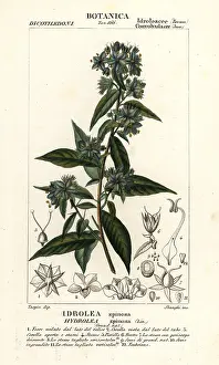 Spinosa: False fiddleleaf, Hydrolea spinosa