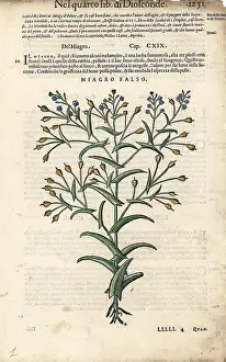 Mattioli: False flax oil, Camelina sativa