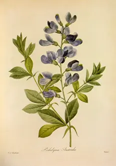 Indigo: False Indigo