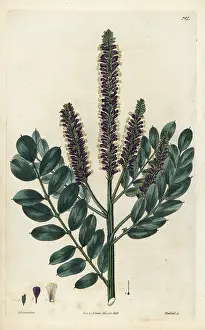 Indigo: False indigo-bush, Amorpha fruticosa
