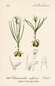 Alpina: False musk orchid, Chamorchis alpina
